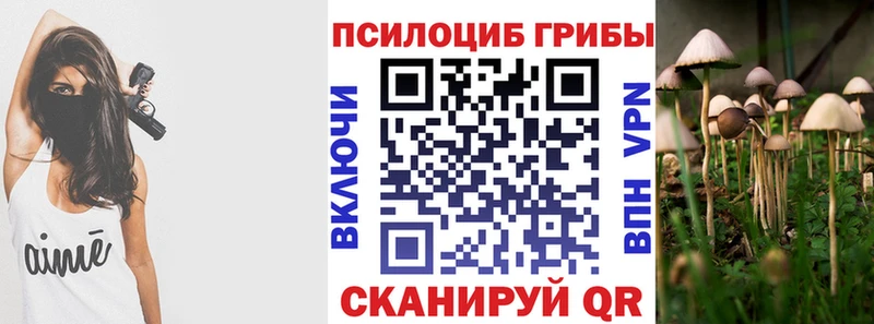 Галлюциногенные грибы Psilocybe  Купить где  Венёв 